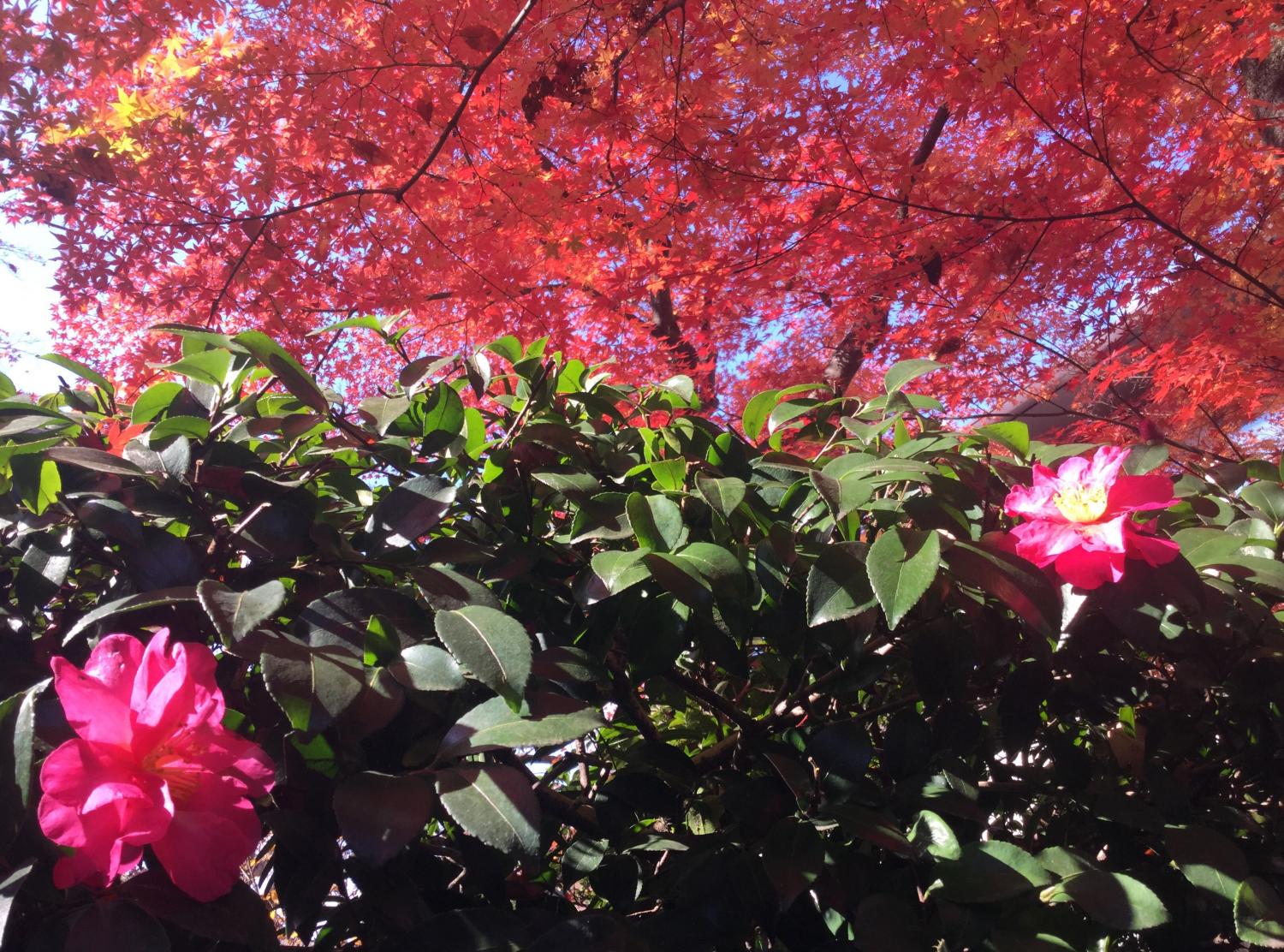 紅葉と山茶花 画像