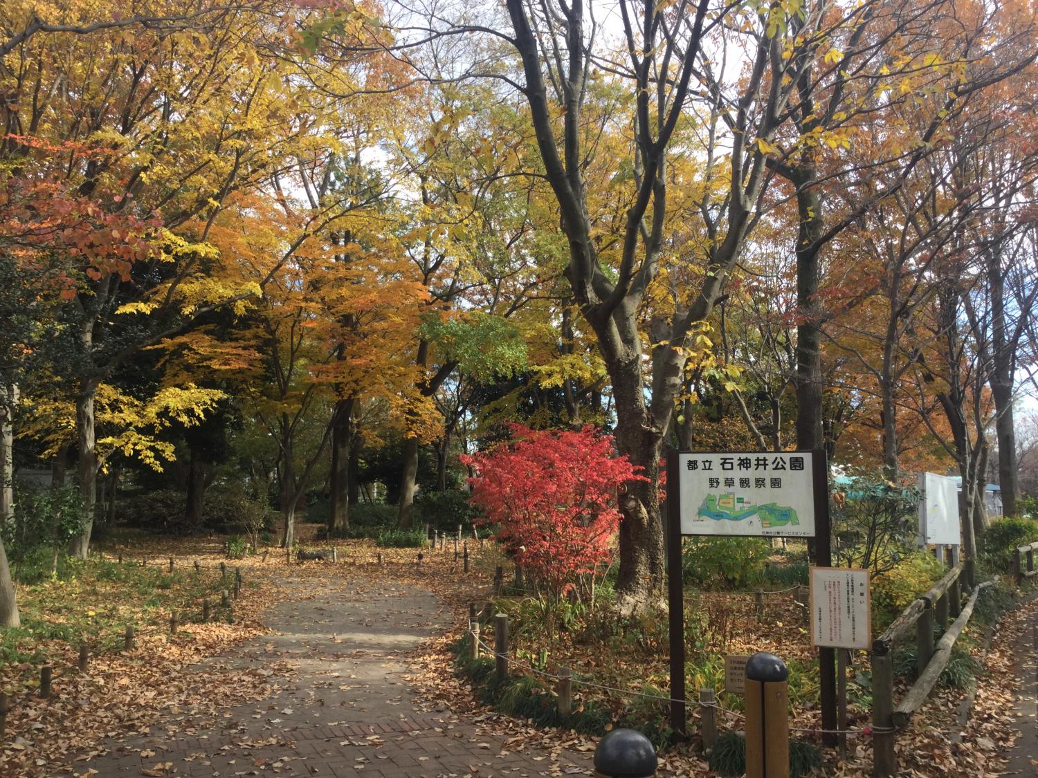 野草観察園の紅葉 1