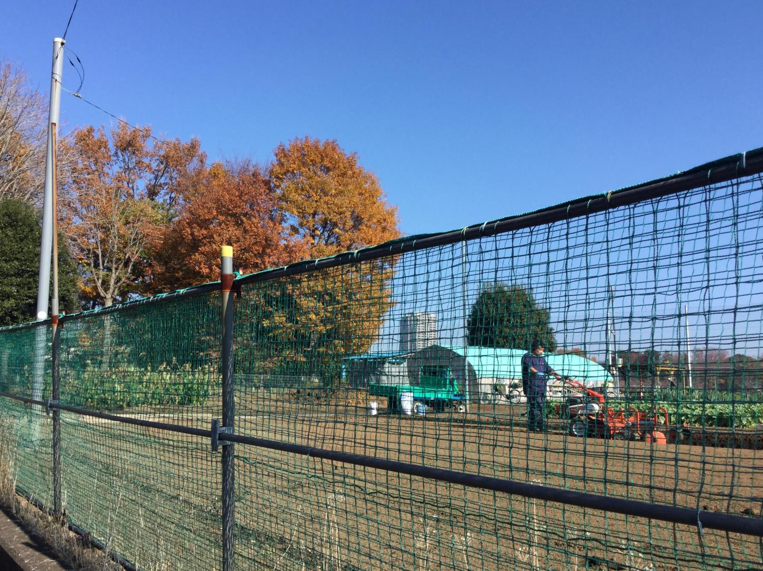 野草観察園の紅葉 2