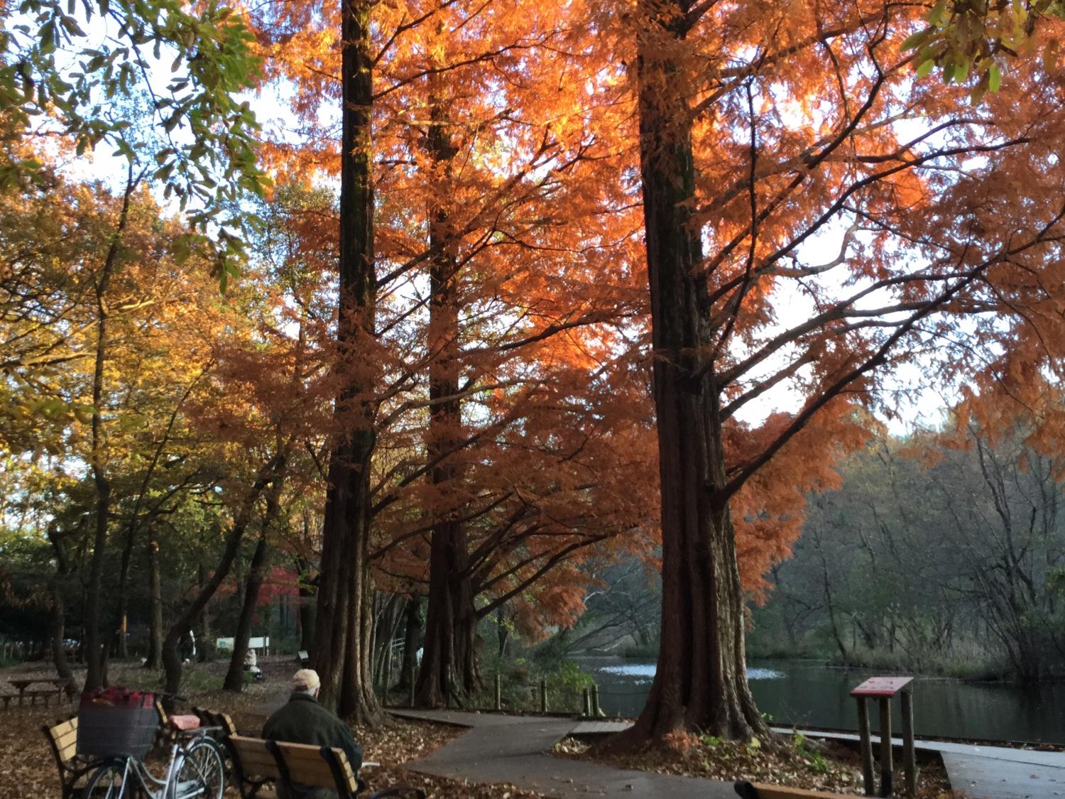 石神井公園  大好き 1