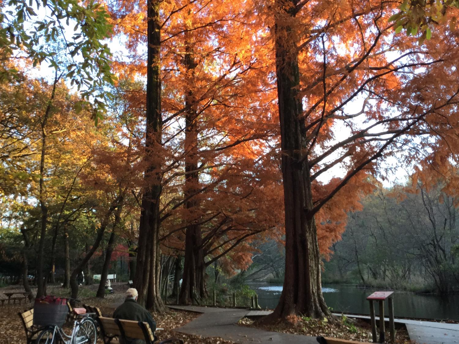 石神井公園  大好き