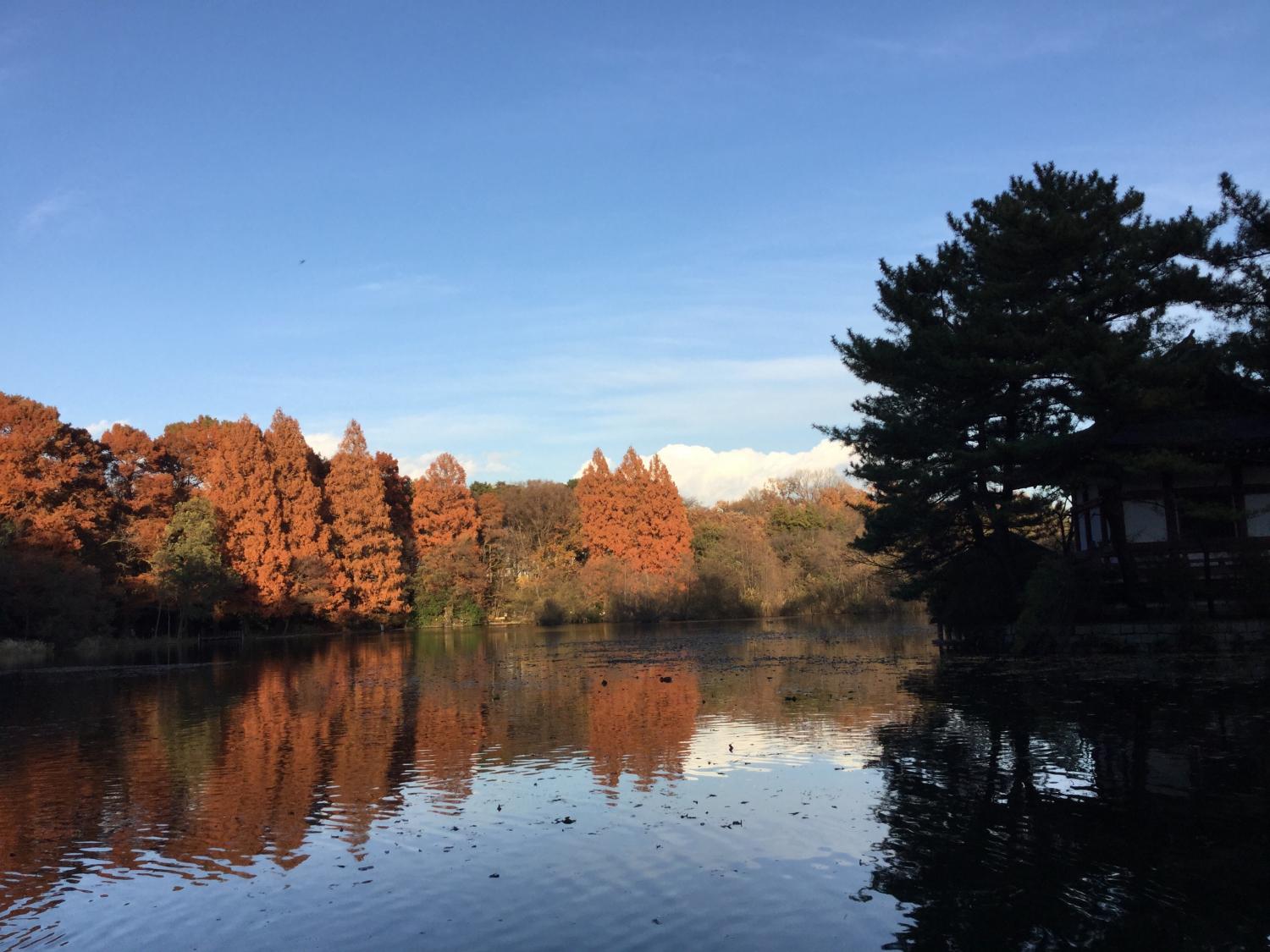 石神井公園  大好き 1
