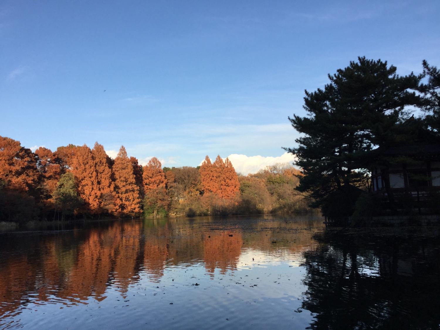 石神井公園  大好き