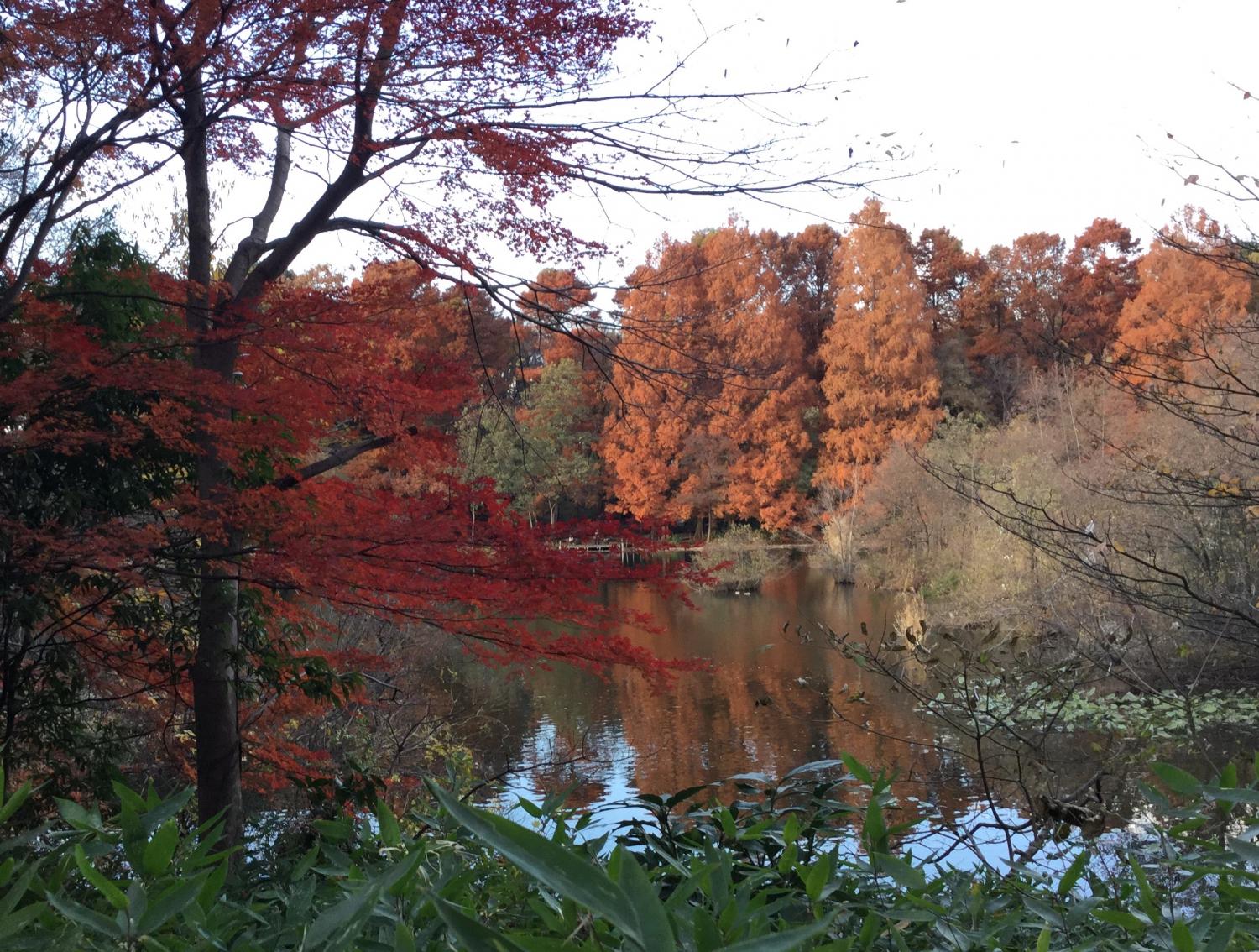 石神井公園  大好き 3