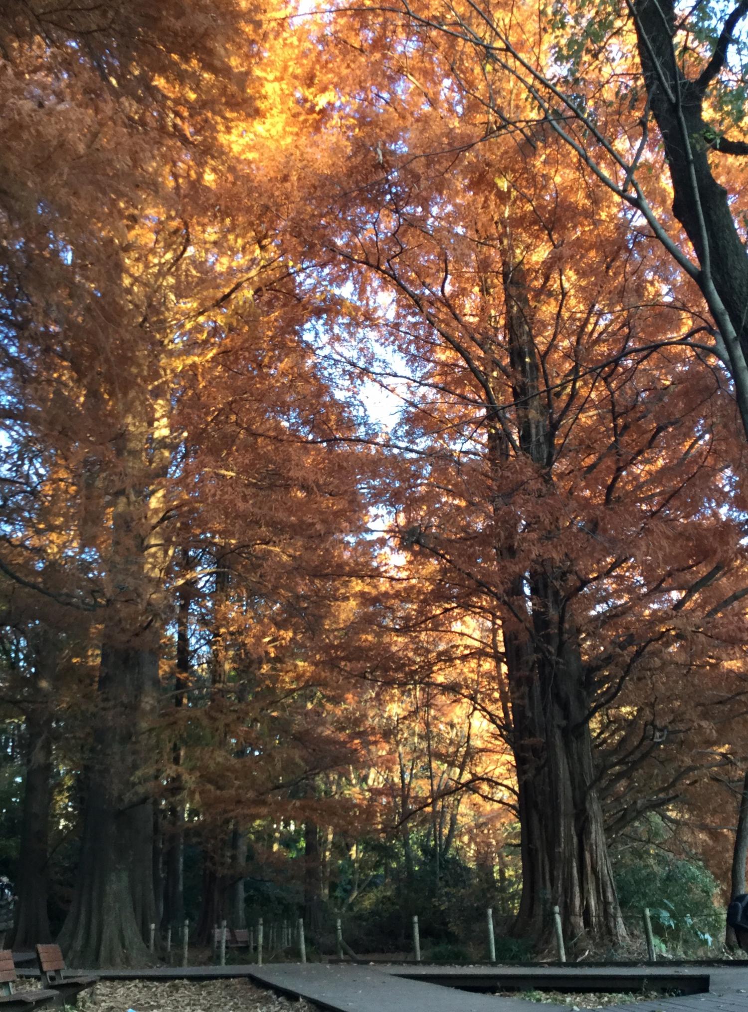 石神井公園  大好き