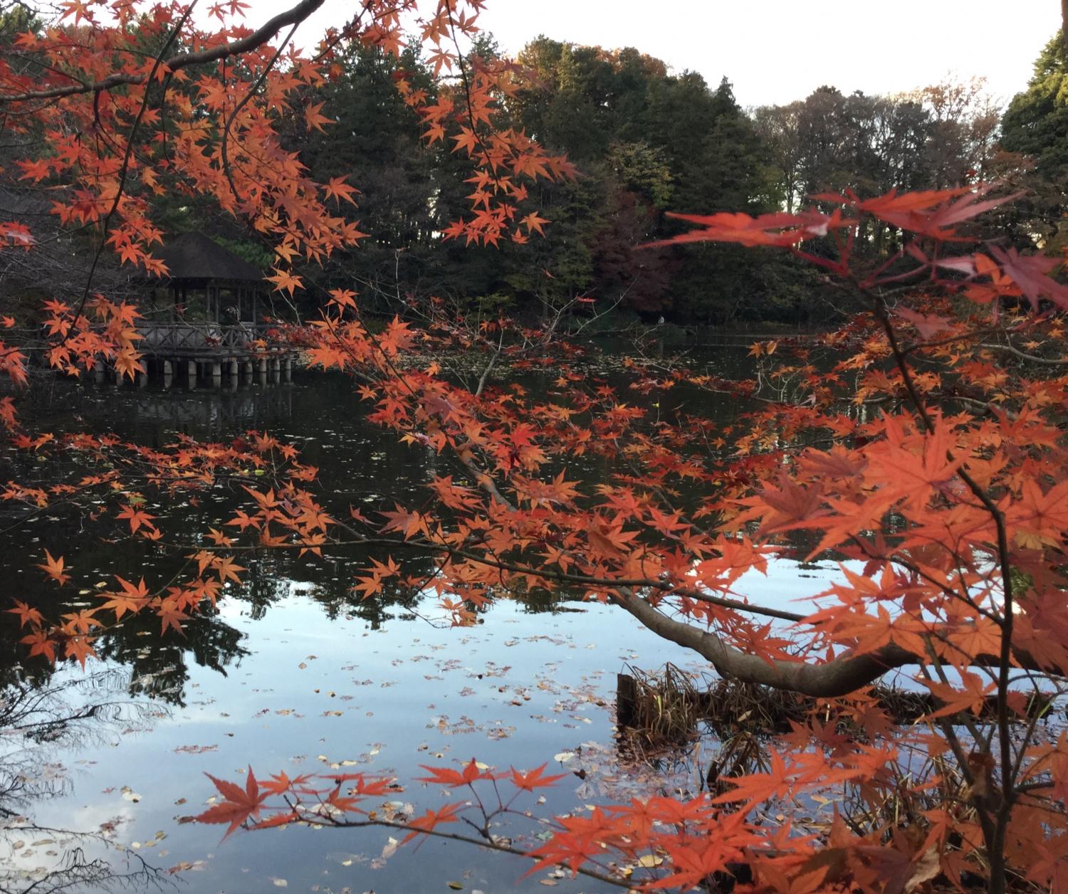 もみじと浮見堂 1
