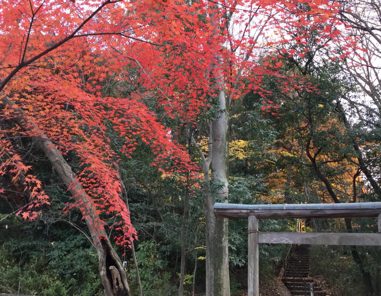 もみじと浮見堂 3