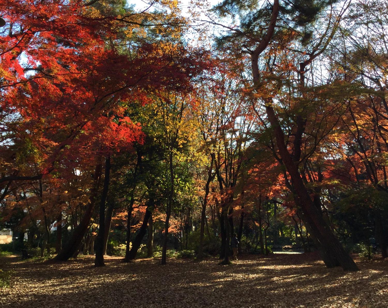 石神井公園 記念庭園の紅葉 ② 1
