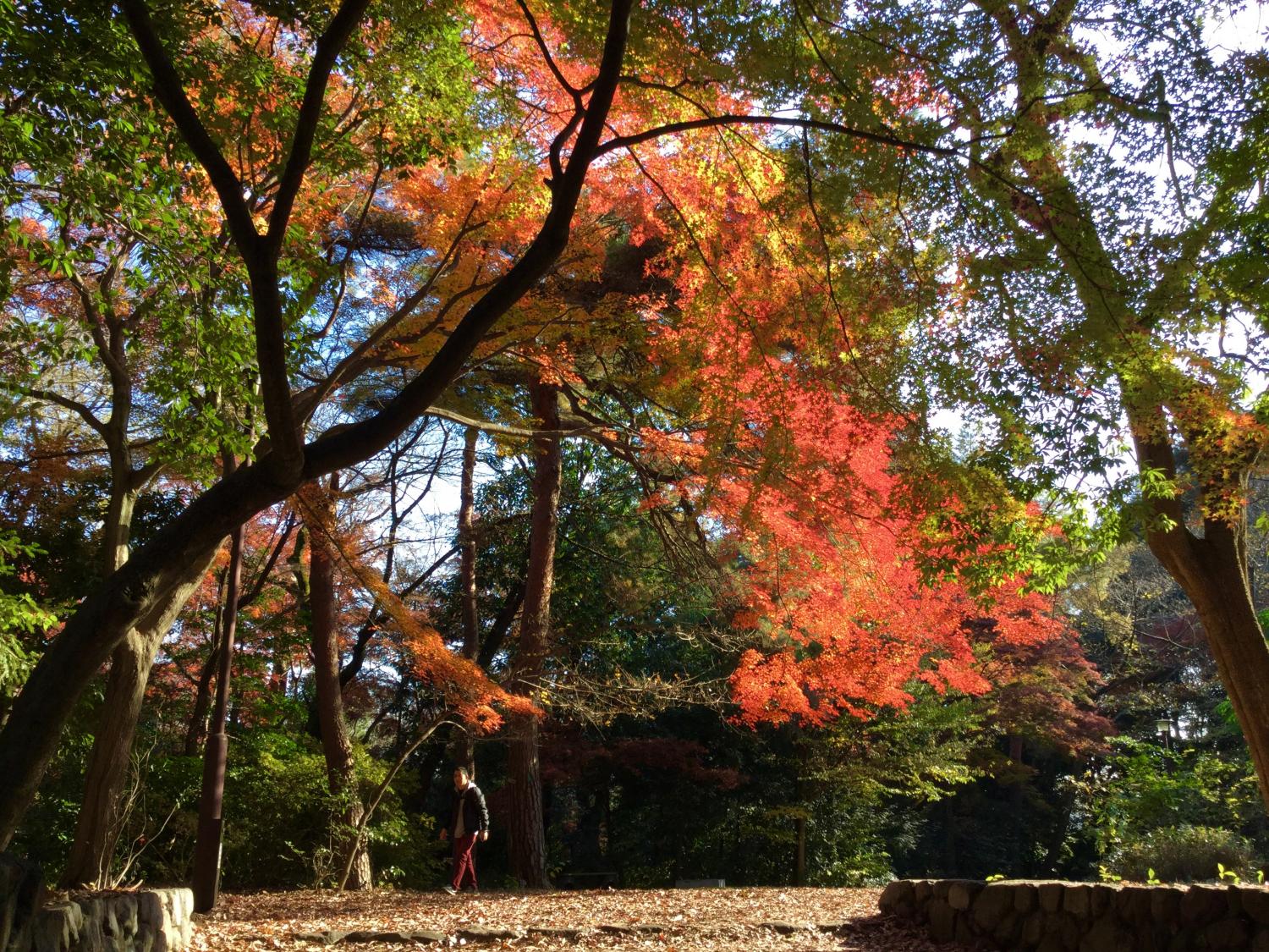 石神井公園 記念庭園の紅葉 ② 2