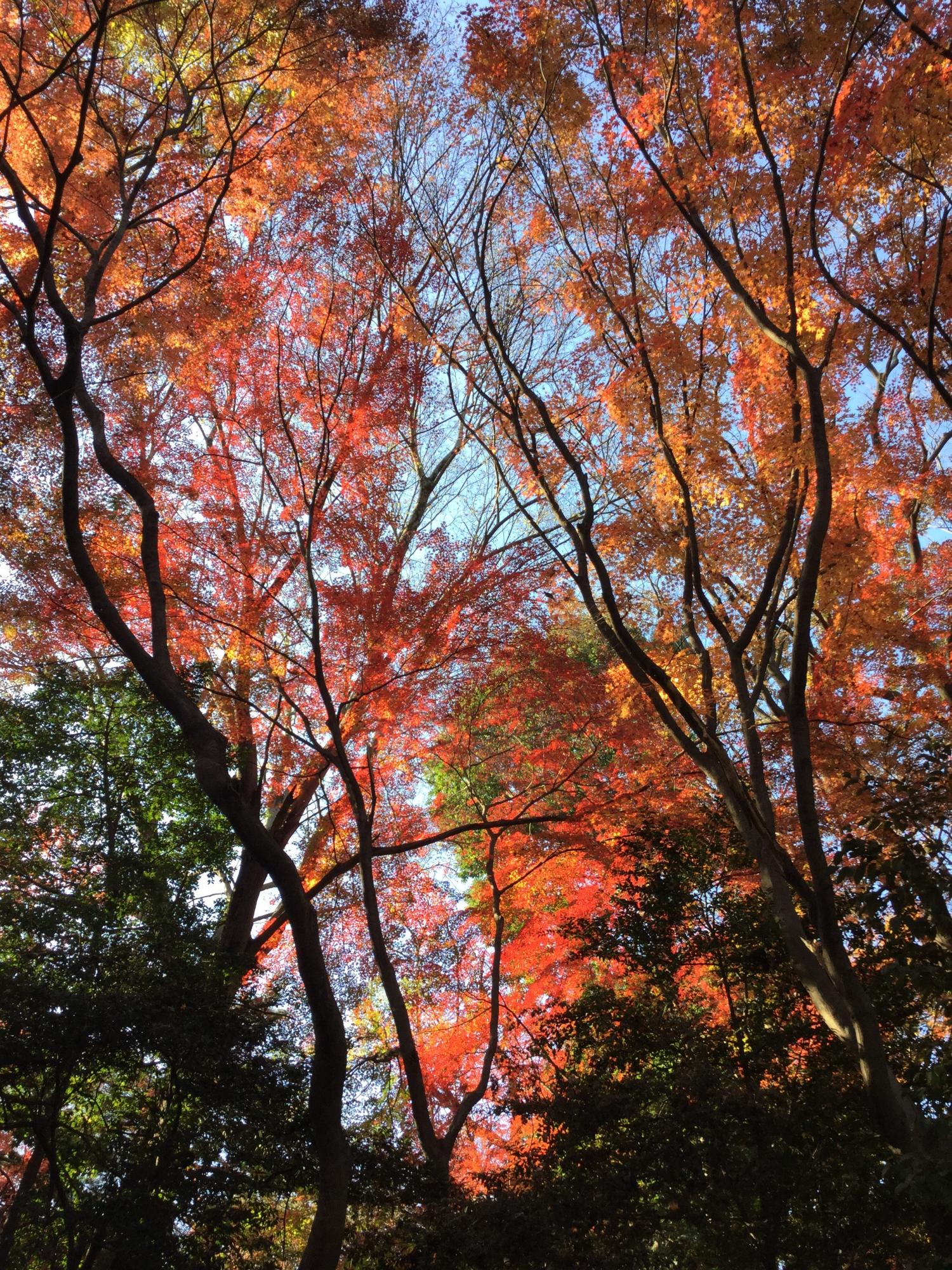 石神井公園 記念庭園の紅葉 ①