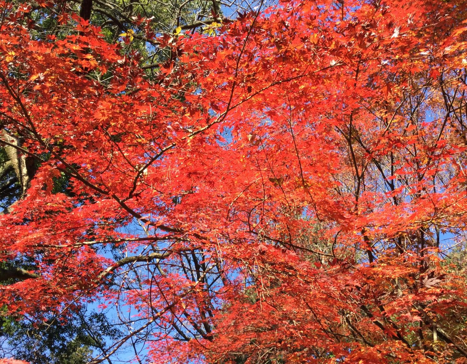 石神井公園 記念庭園の紅葉 ① 2