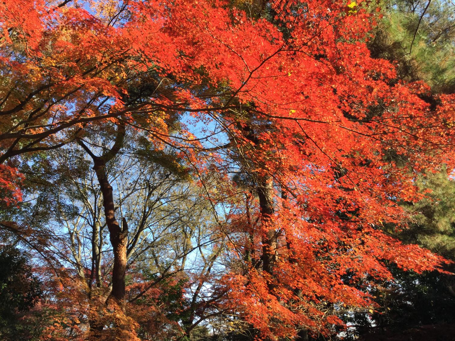 石神井公園 記念庭園の紅葉 ① 3
