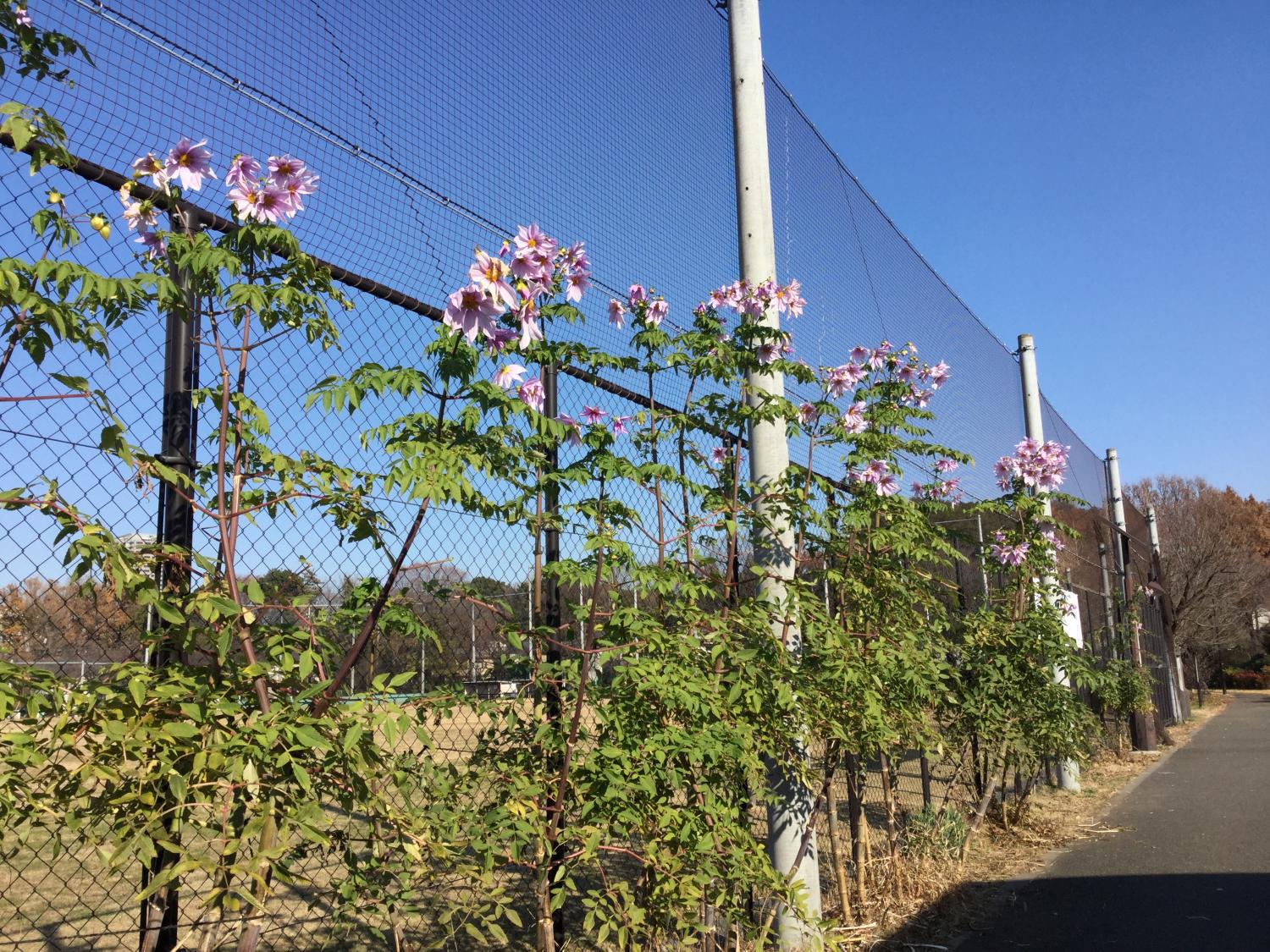 素敵な皇帝ダリア 4