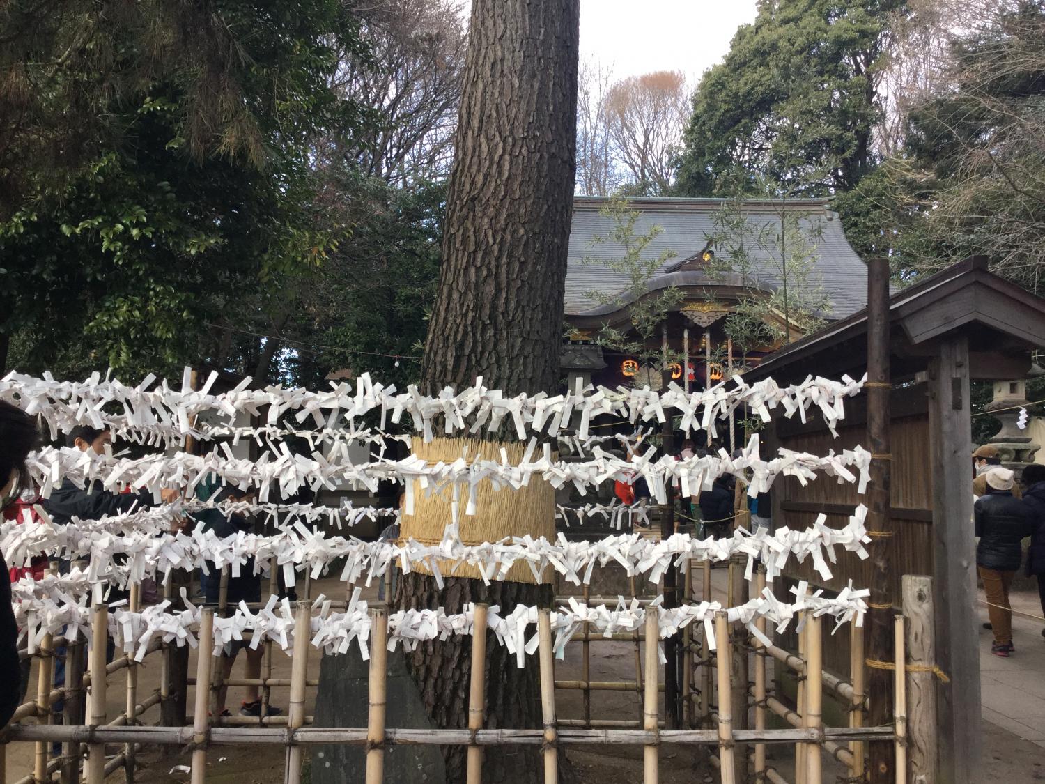 おみくじ 悲喜こもごも 1