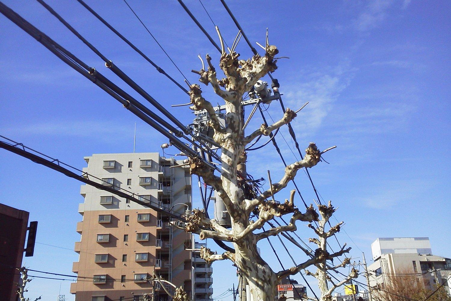 電柱に見える街路樹