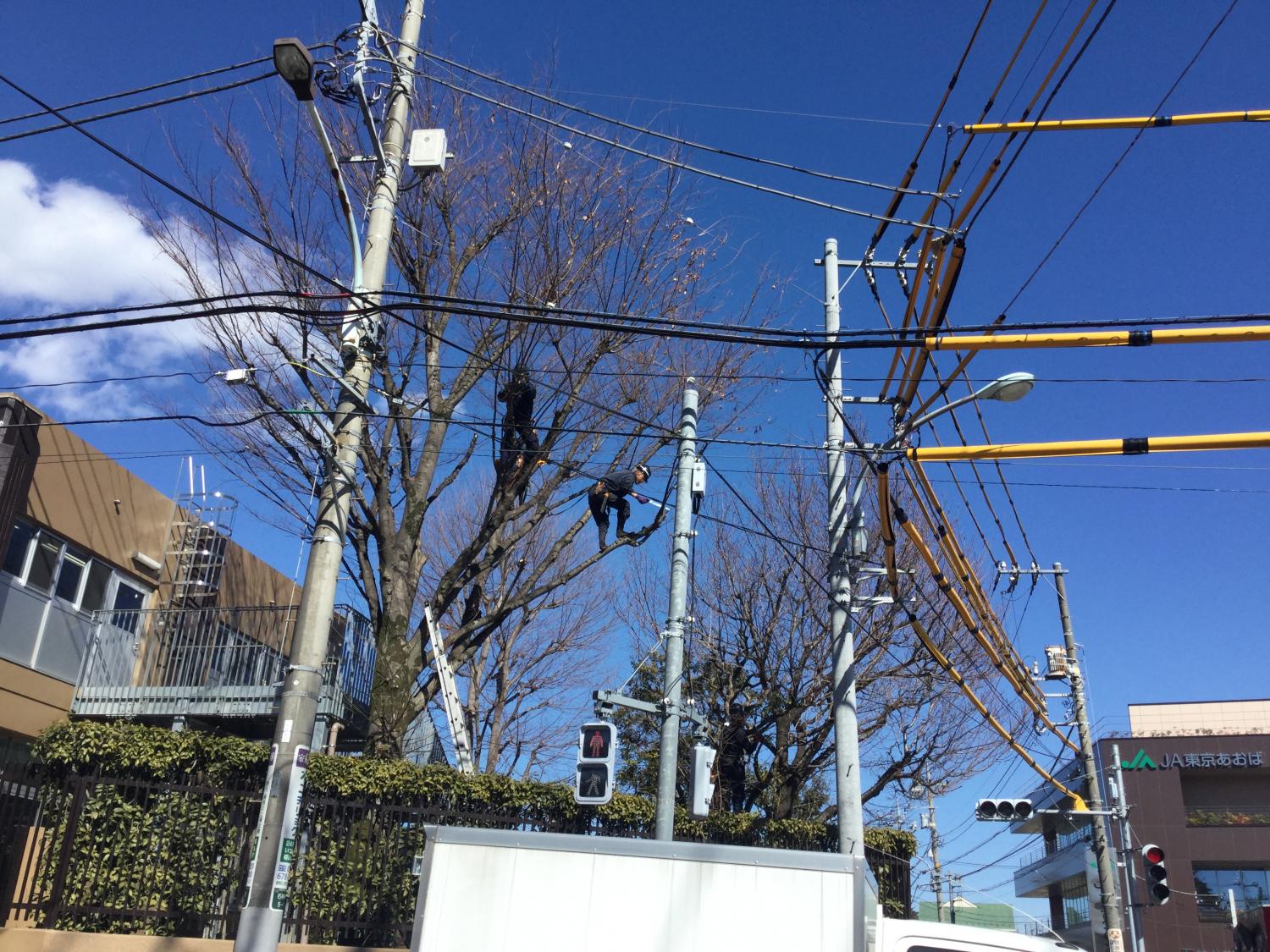 庭師の方 すごい！！ 1