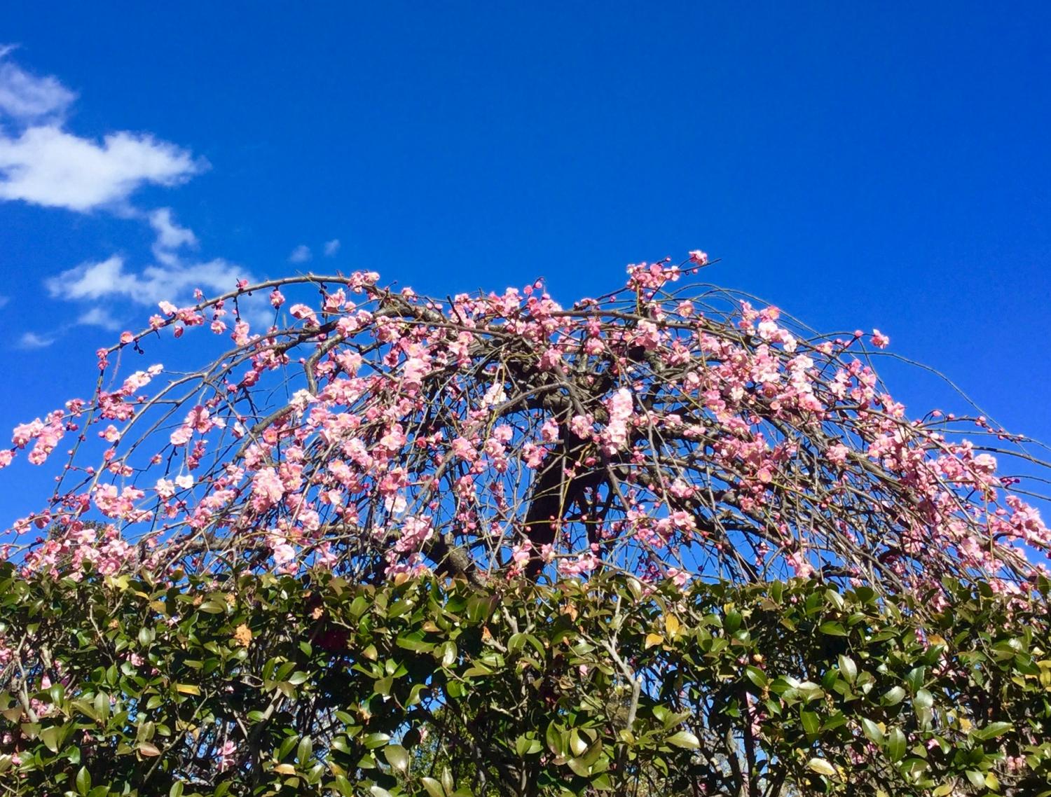 枝垂れ紅梅と白梅