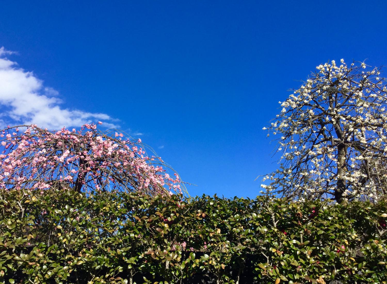 枝垂れ紅梅と白梅 2