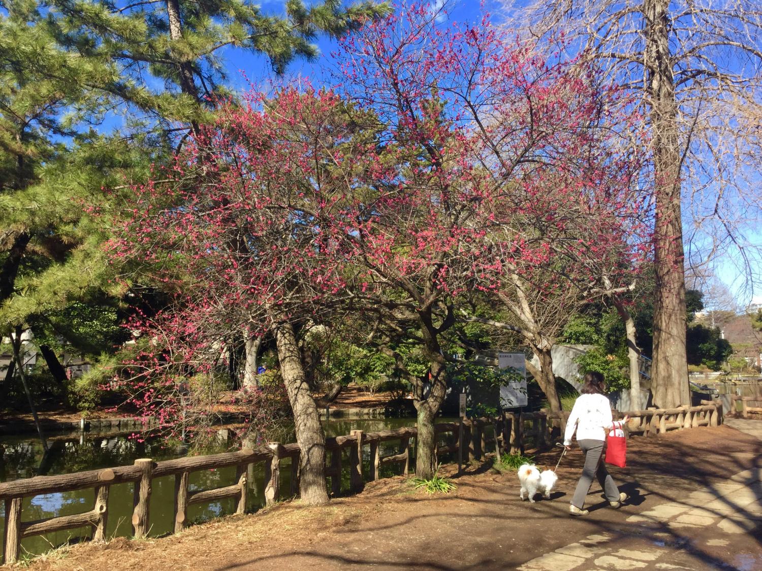 紅梅が見頃です 2