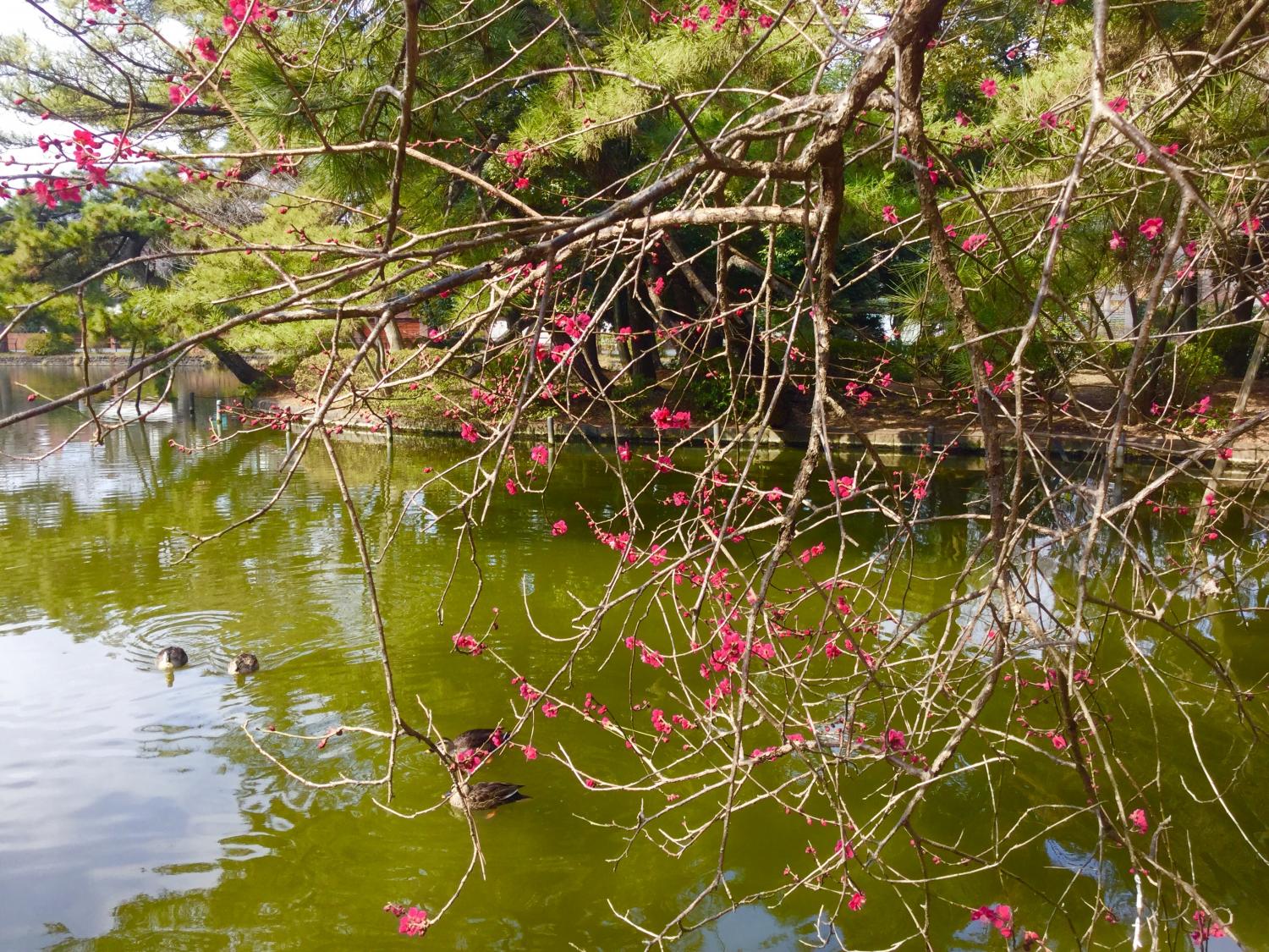 紅梅が見頃です 3