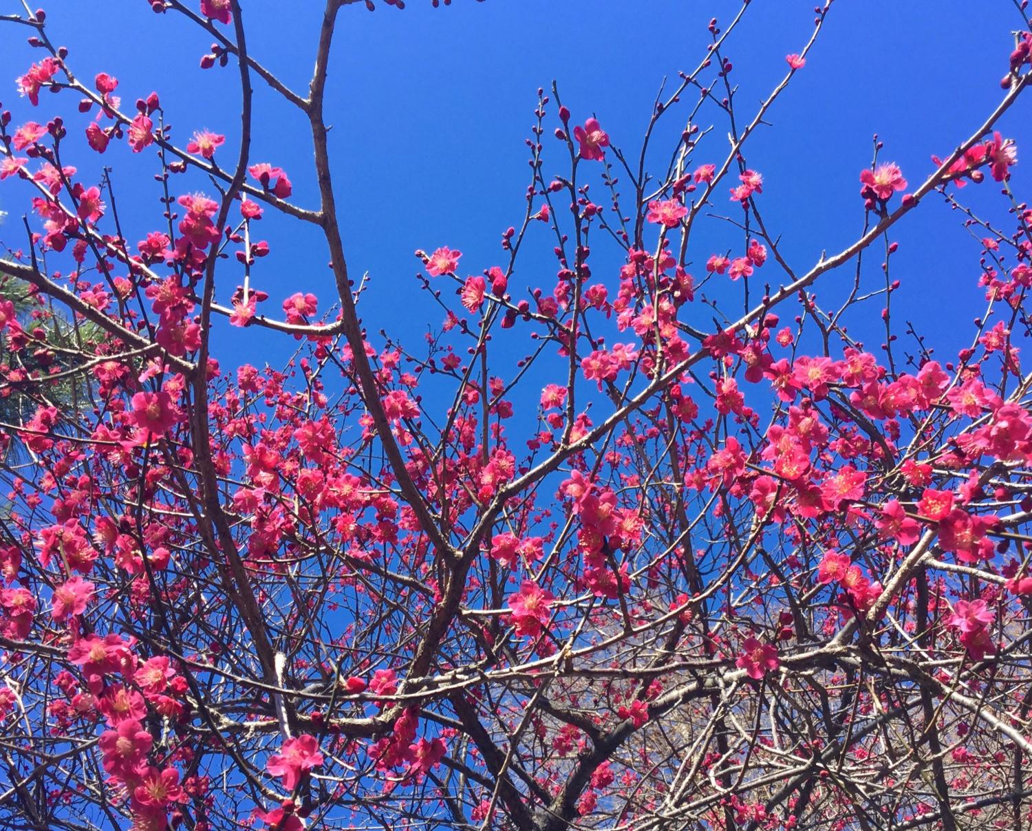 ボート池の紅千鳥がとっても綺麗！！