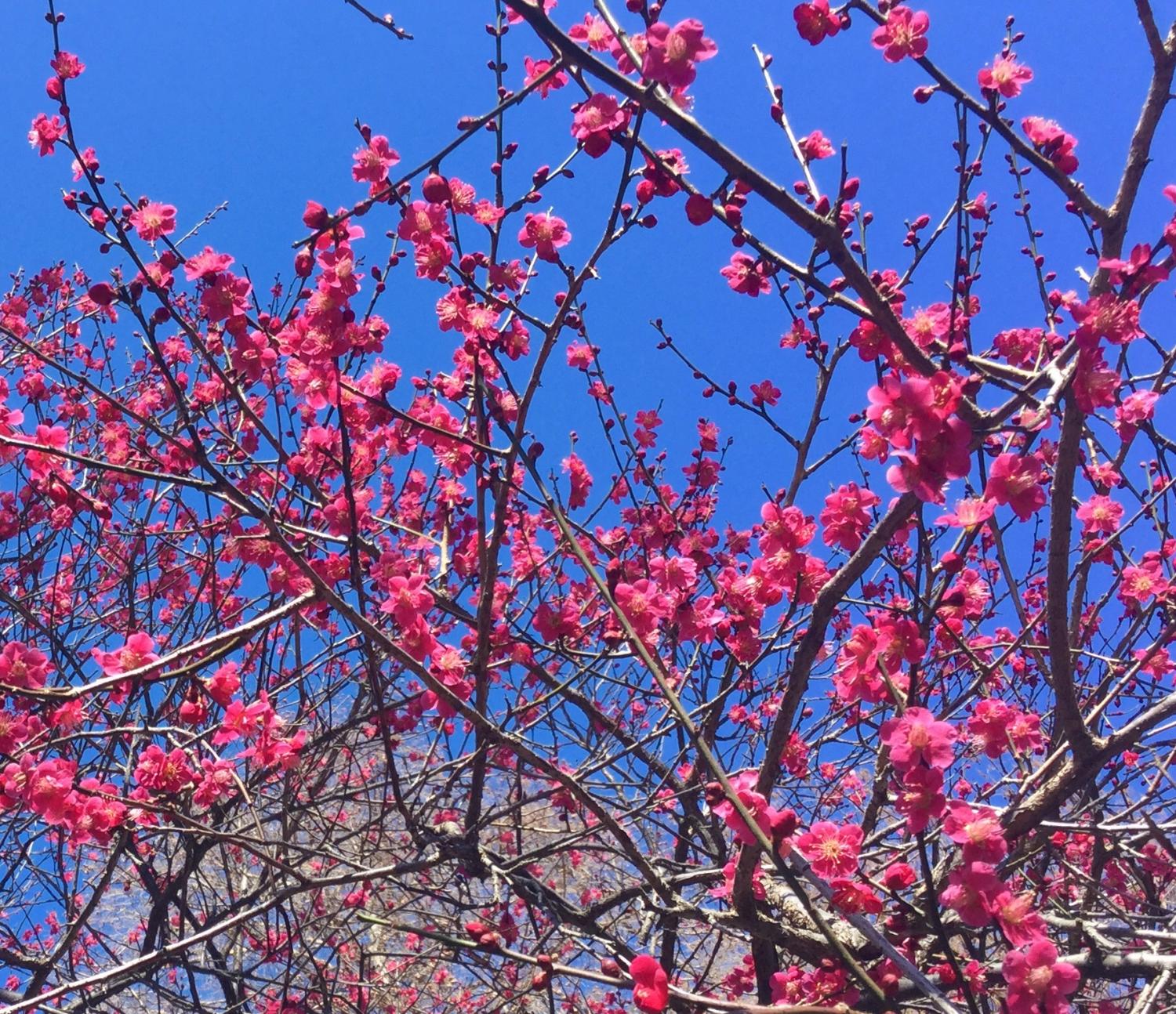ボート池の紅千鳥がとっても綺麗！！ 3