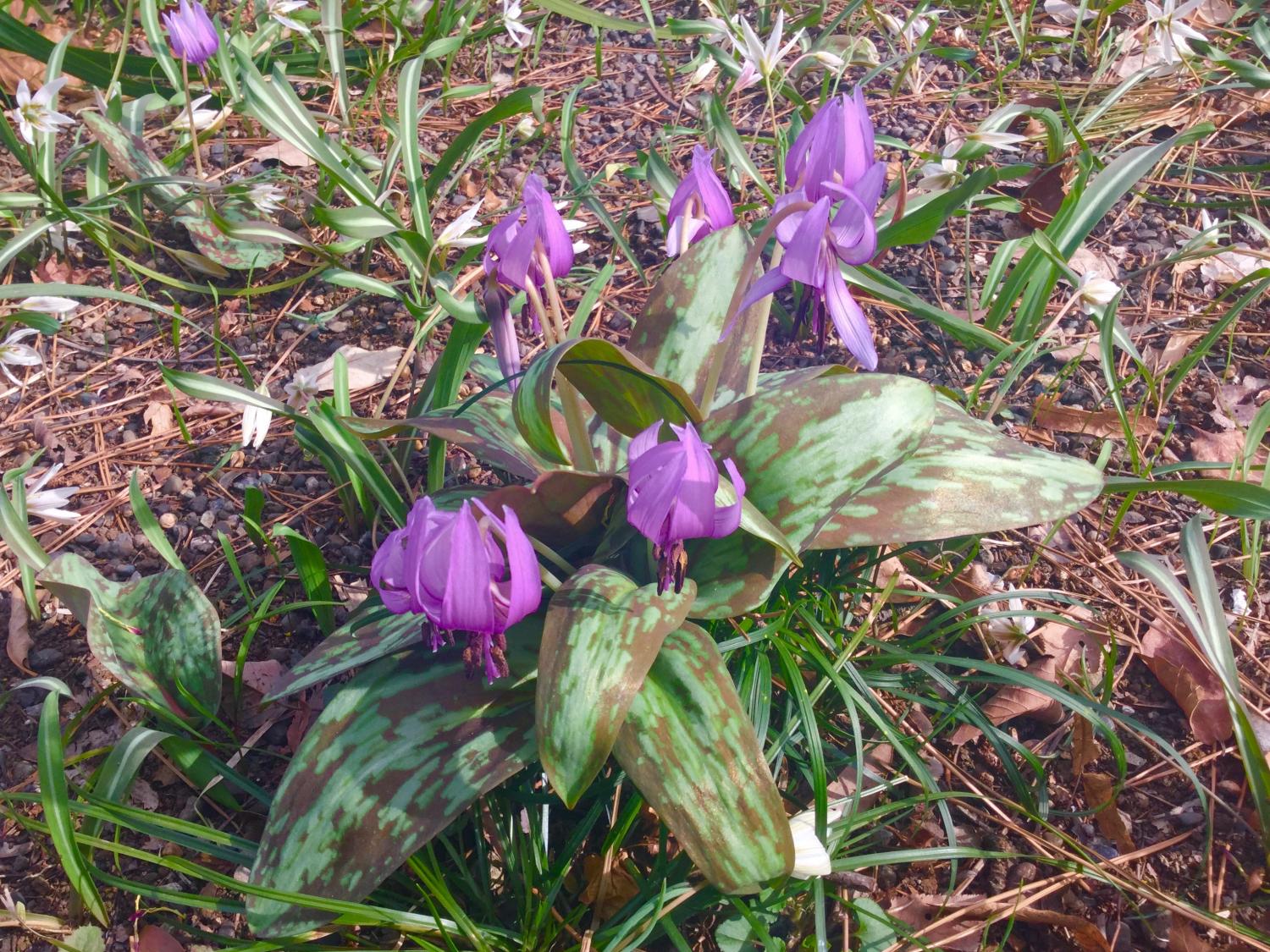 牧野記念庭園のお花たち