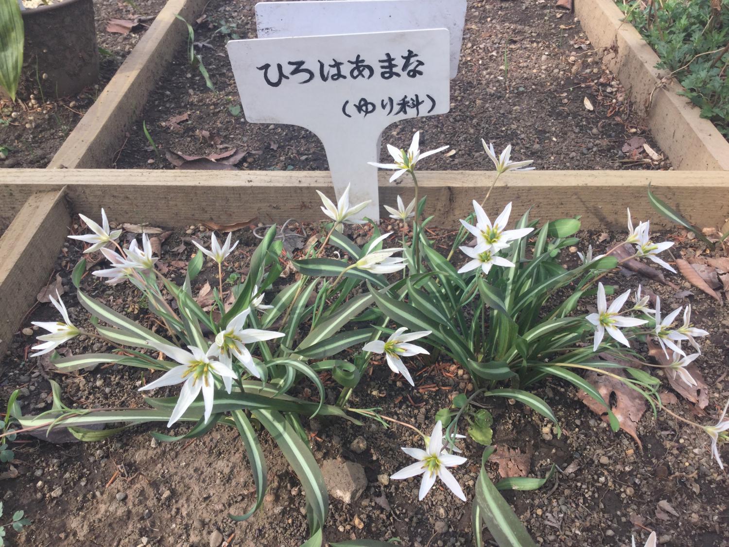 牧野記念庭園のお花たち 2