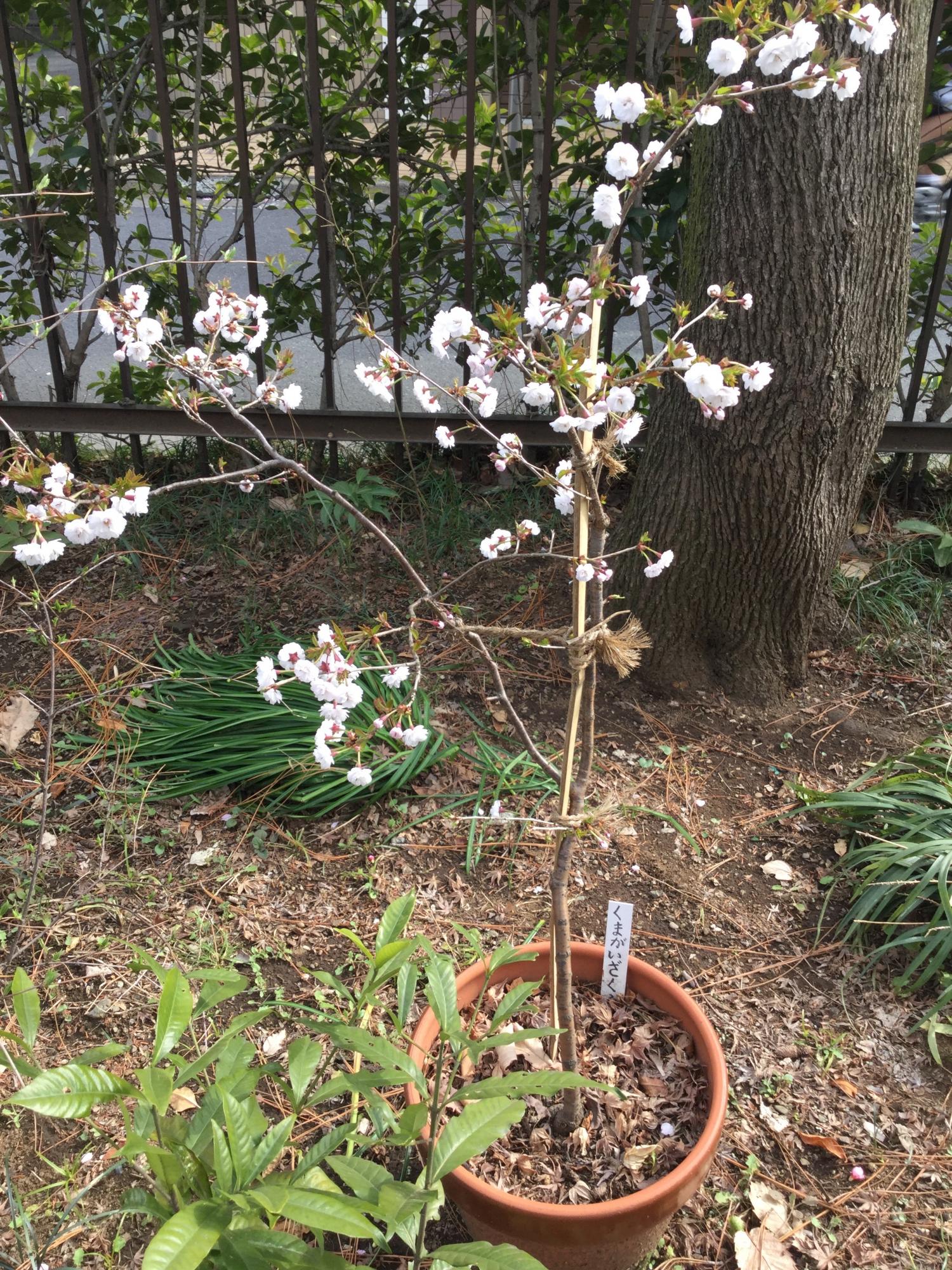 牧野記念庭園のお花たち 3