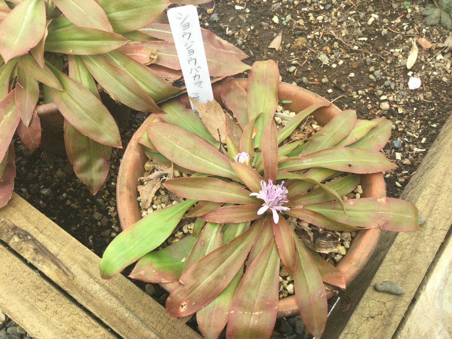 牧野記念庭園のお花たち 4
