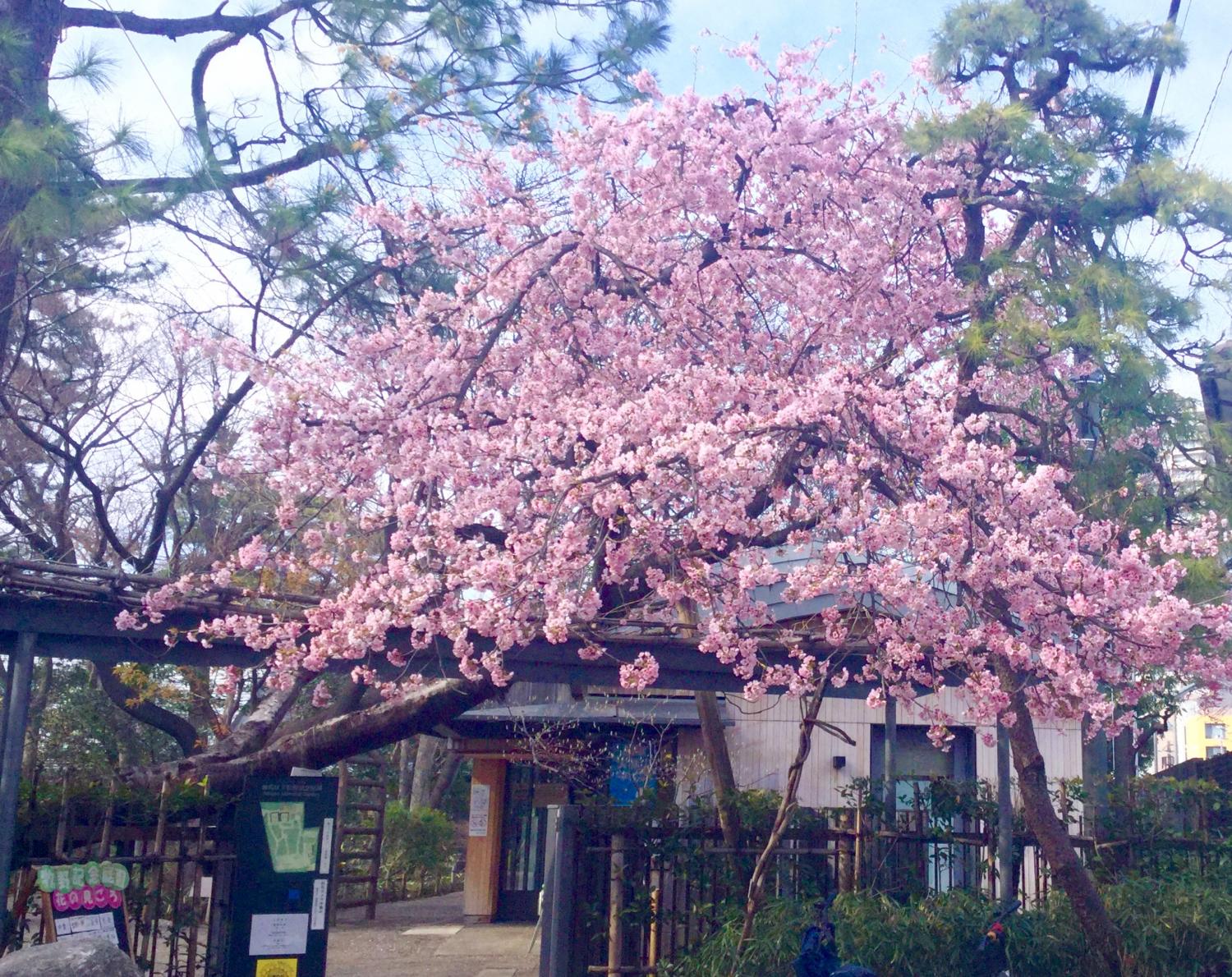 大寒桜が見事です とっておきの練馬 写真館 とっておきの練馬