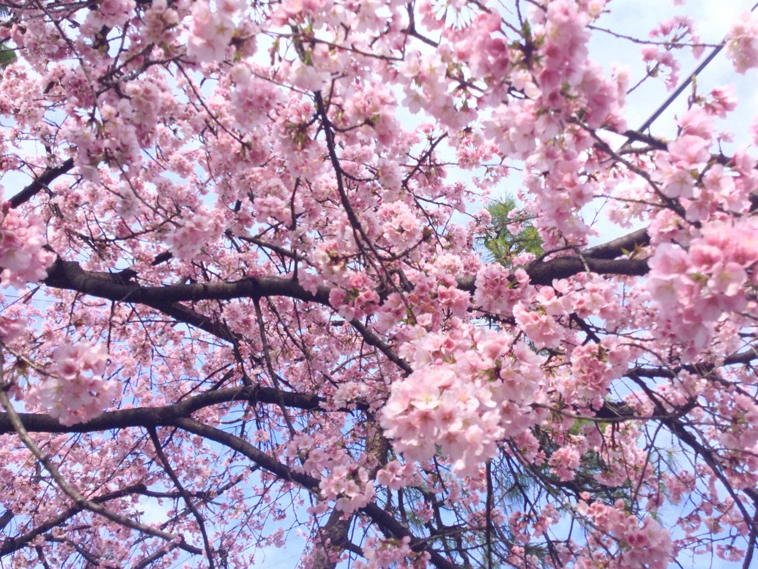 大寒桜が見事です とっておきの練馬 写真館 とっておきの練馬