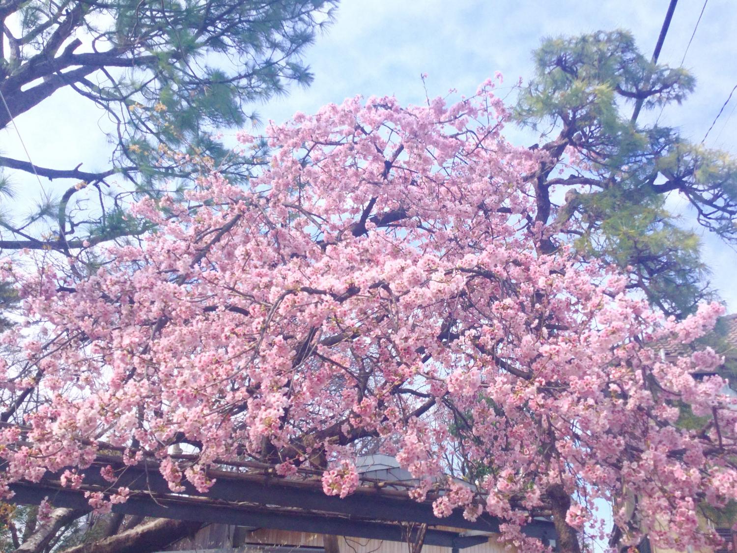 大寒桜が見事です 3
