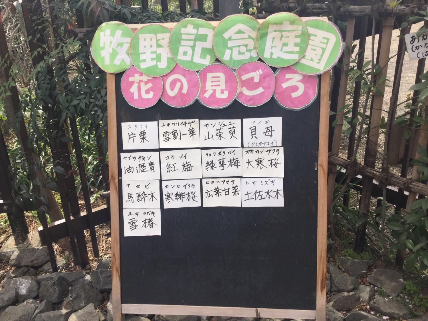 大寒桜が見事です 4