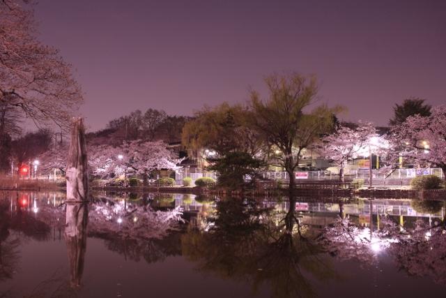 夜桜は別の顔 1