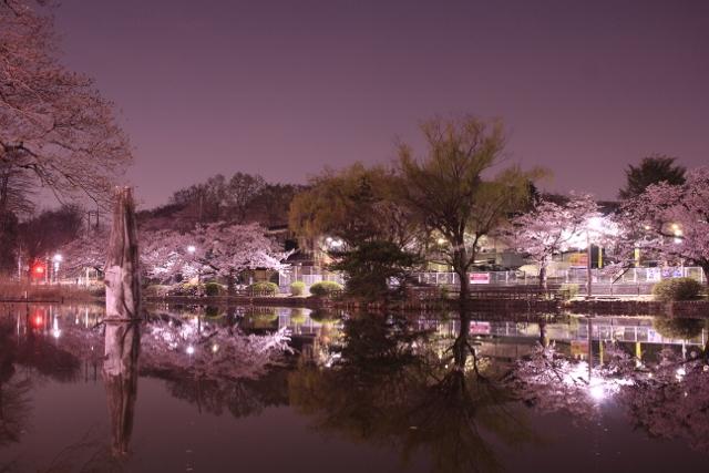 夜桜は別の顔