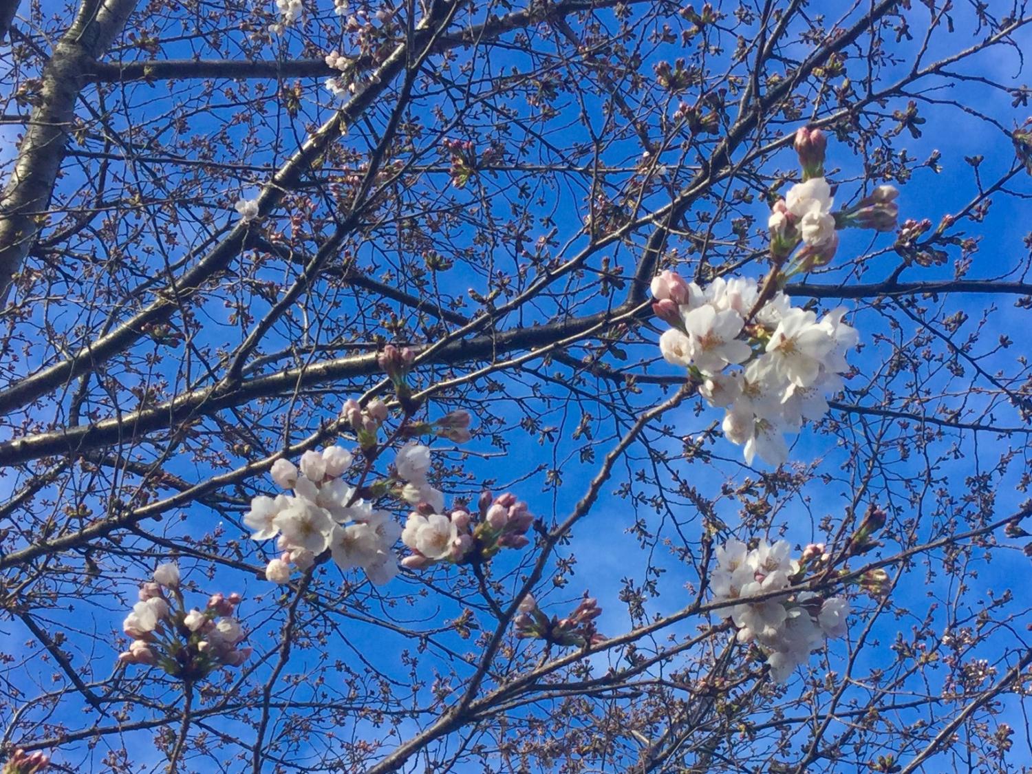 開花宣言 1