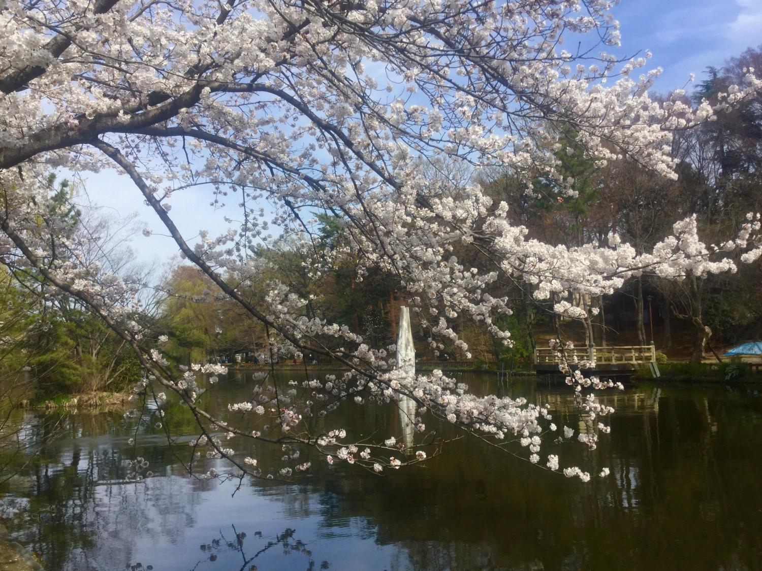桜とヤマブキ 3