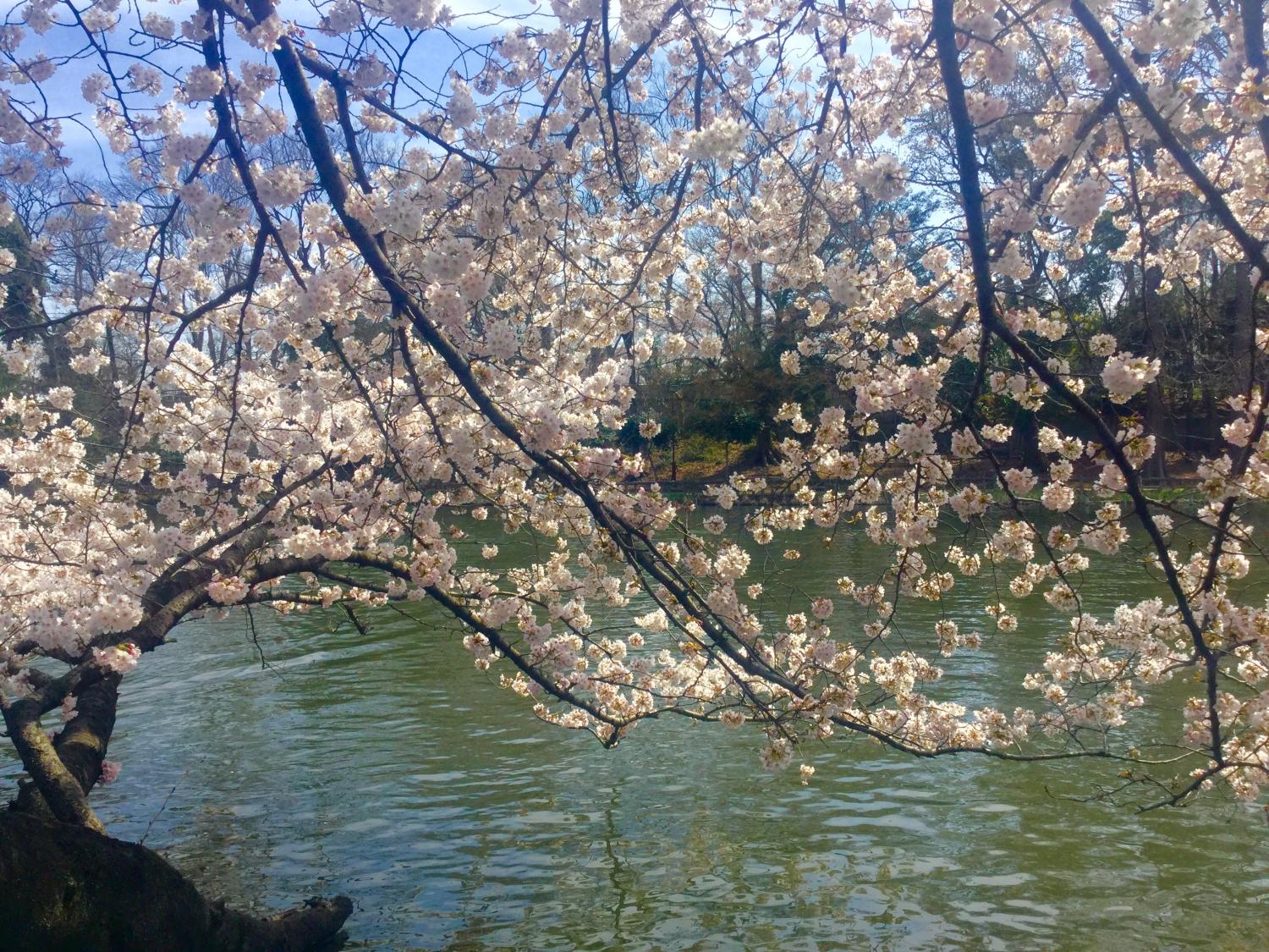 カルガモたちもお花見 2