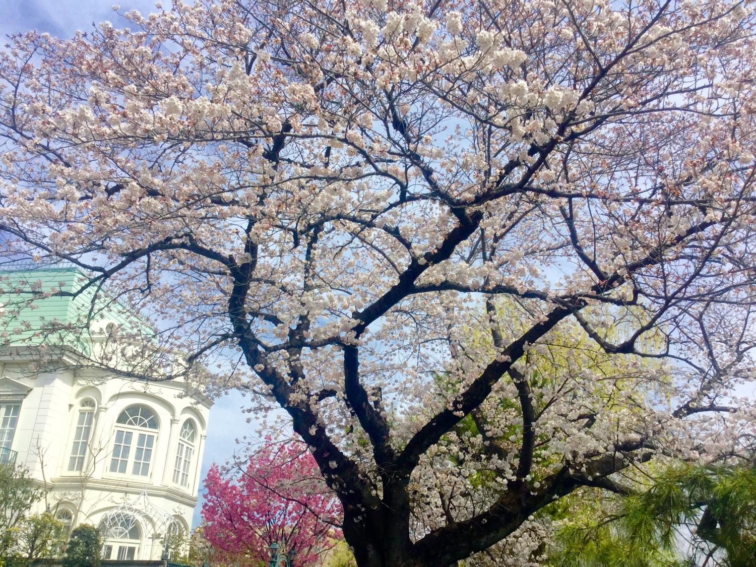 桜がとっても綺麗！！