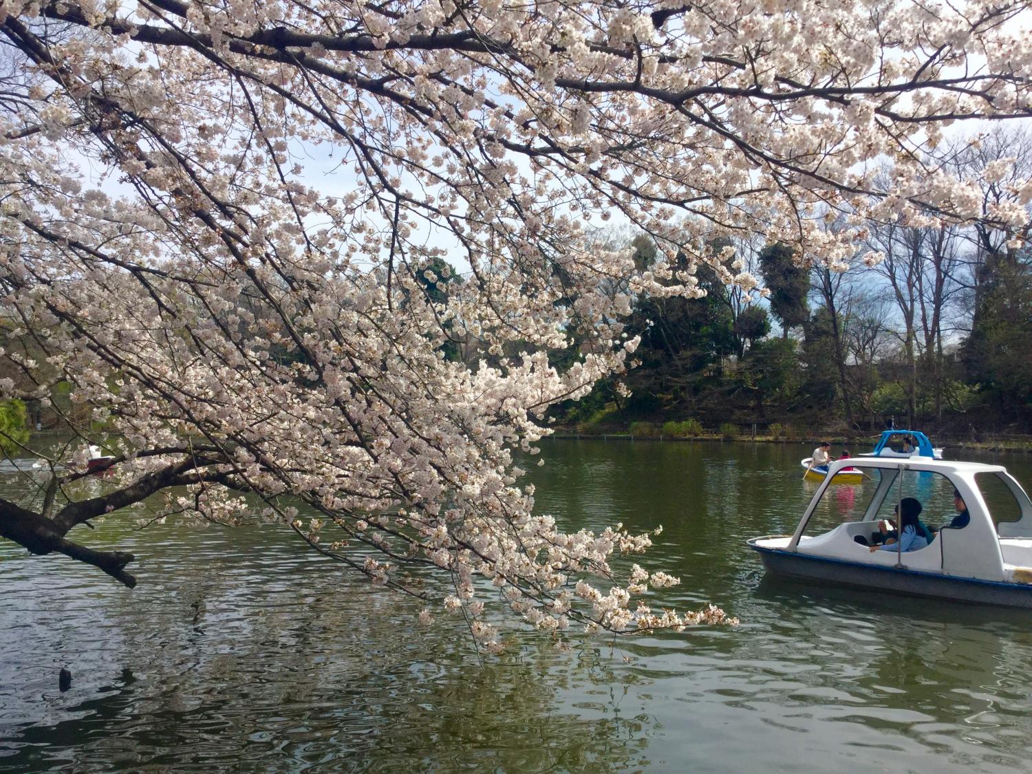 桜がとっても綺麗！！ 2