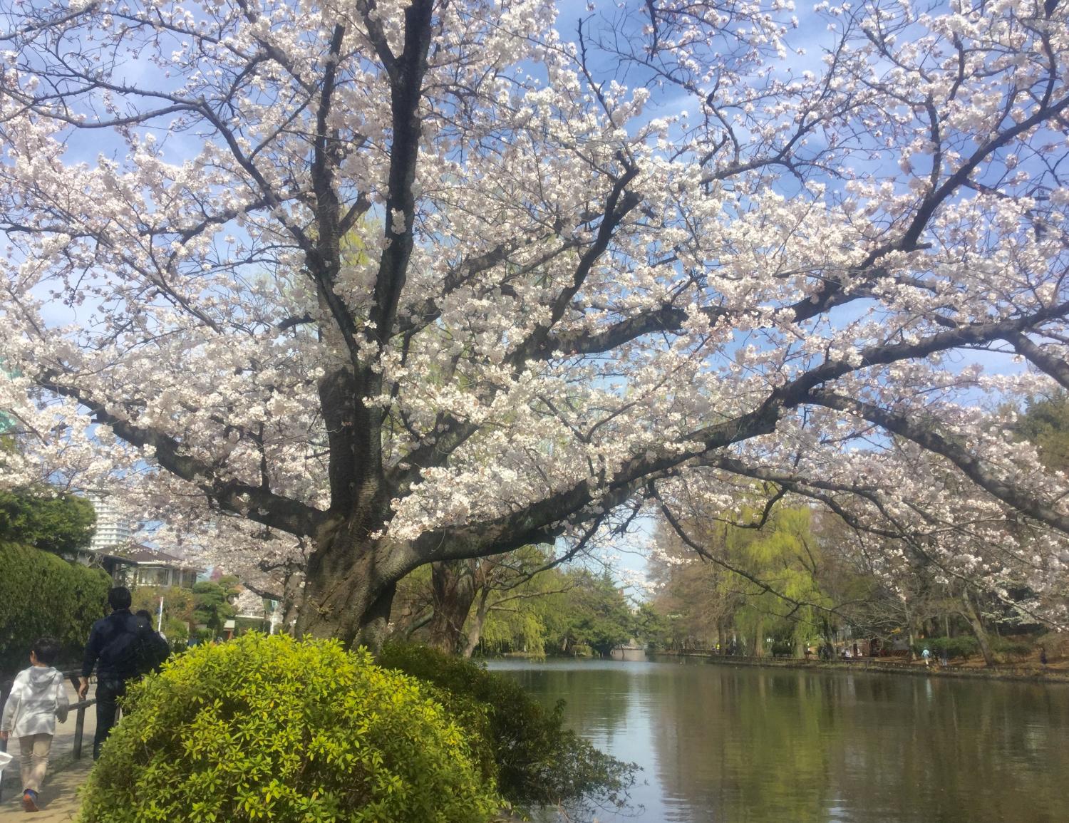 桜がとっても綺麗！！ 3
