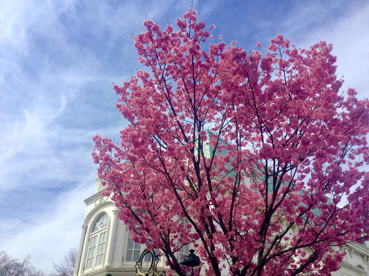 濃いピンクの桜が素敵 画像