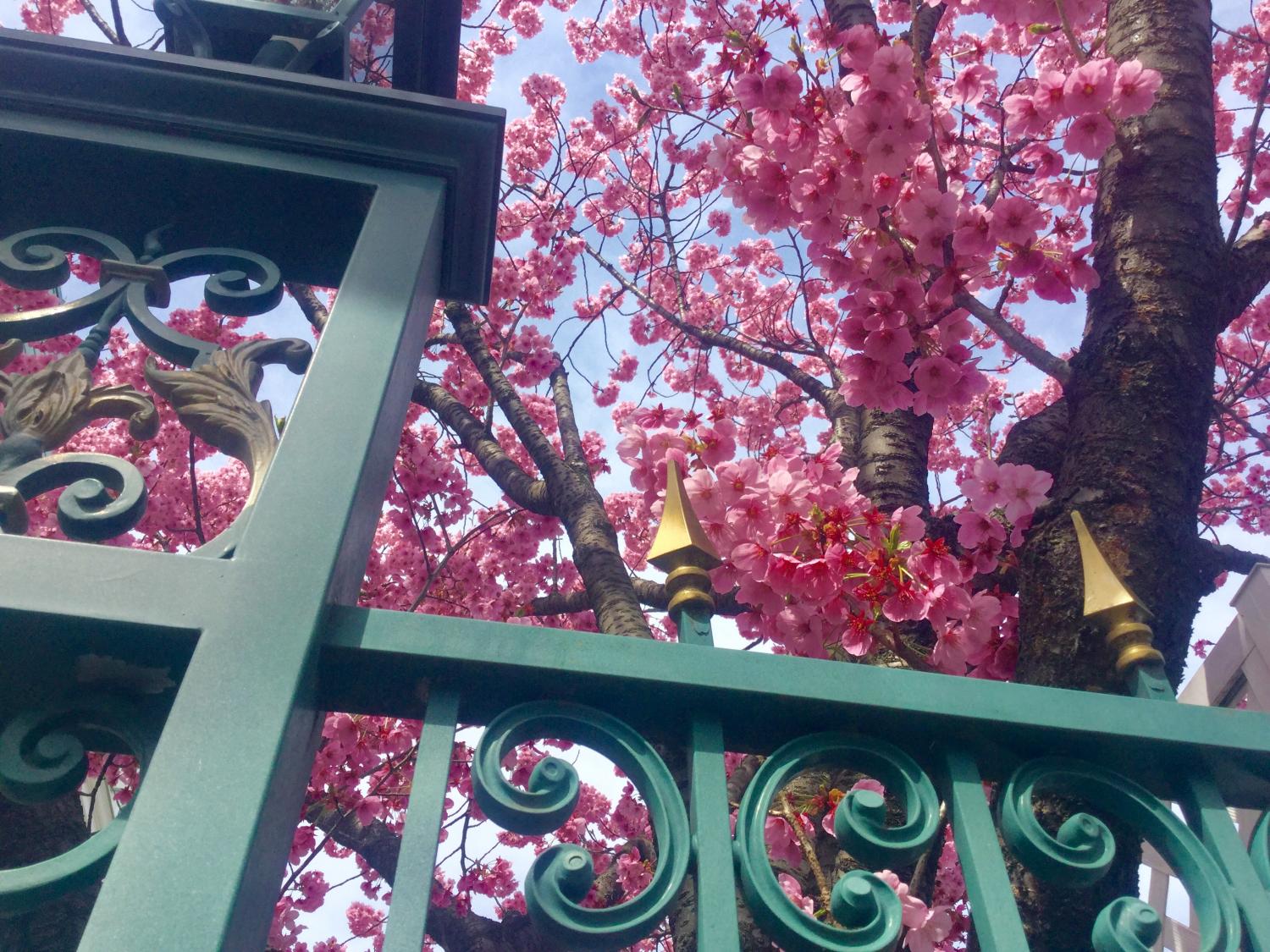 濃いピンクの桜が素敵 3