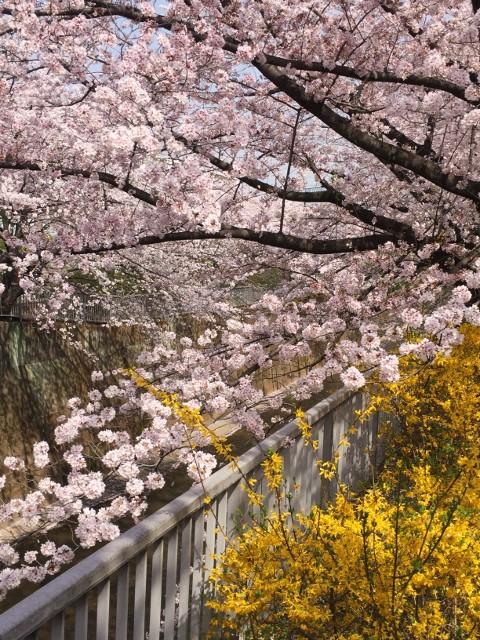 春うらら石神井川