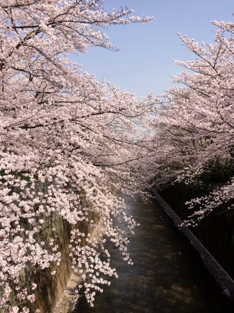春うらら石神井川 画像