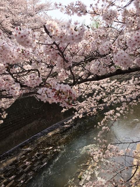 春うらら石神井川 3