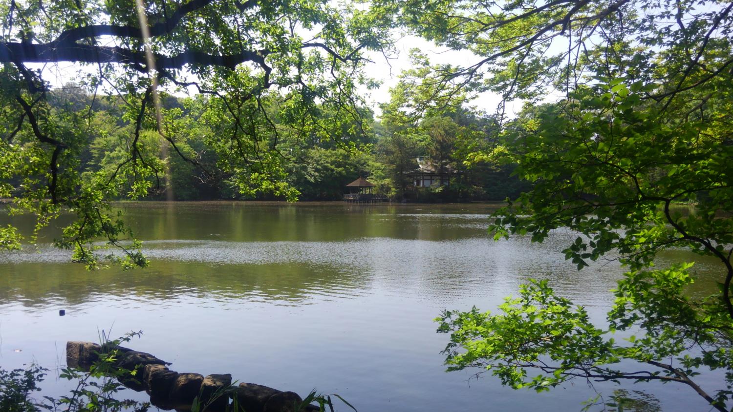 新緑の石神井公園