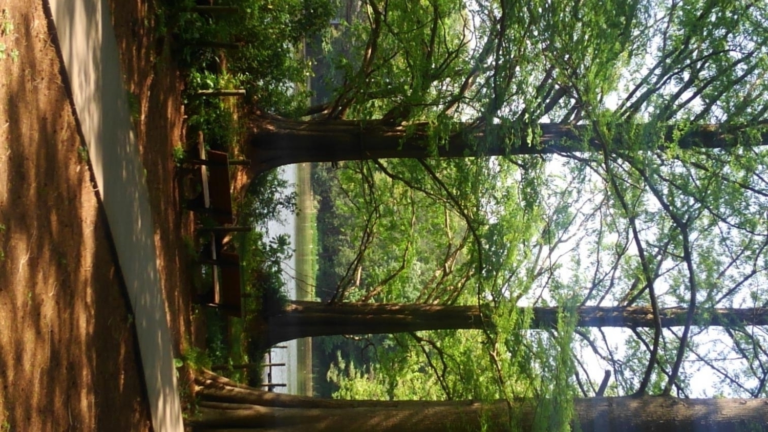 新緑の石神井公園 2