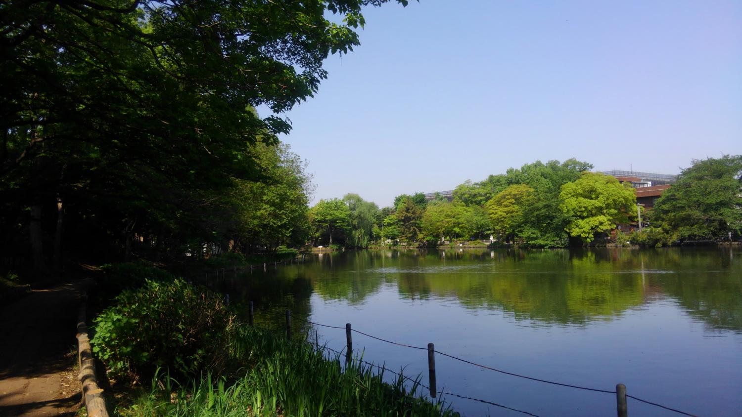 新緑の石神井公園 3